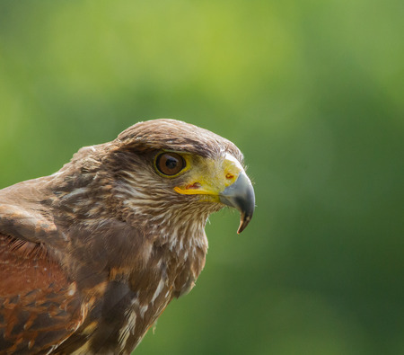 Hawkの写真素材