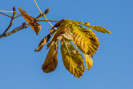 Leafsの写真素材