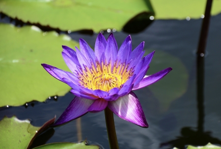 lotus の写真素材