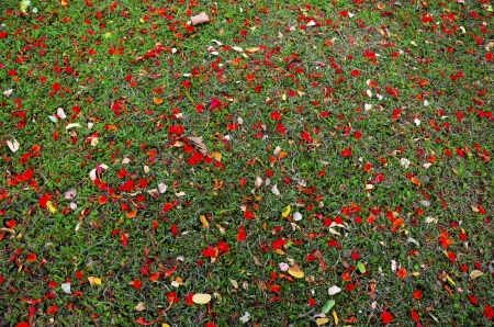 garden の写真素材