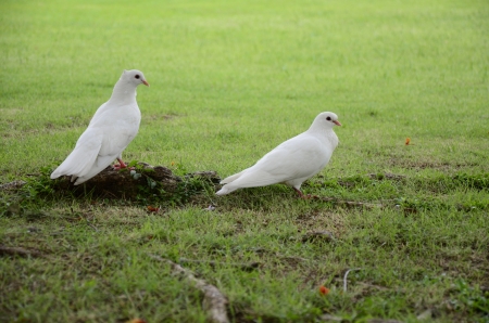 white dove の写真素材