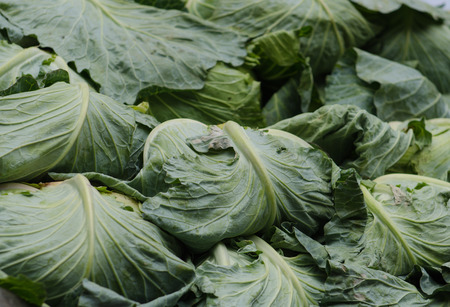 lettuce fieldの写真素材