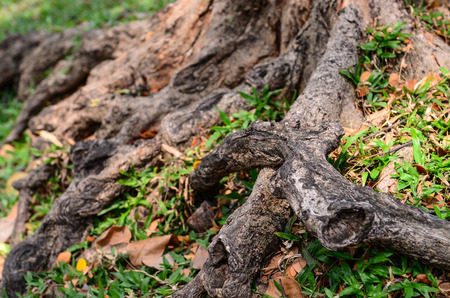 Tree roots on the groundの写真素材