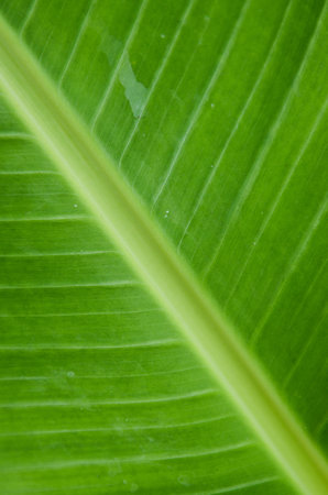 banana leaf backgroundの写真素材