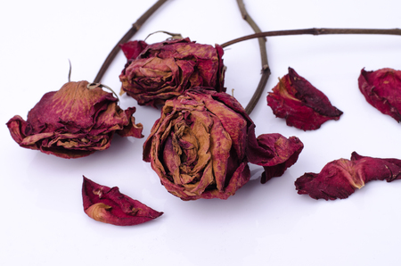Rose wilts on white backgroundの写真素材