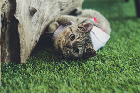 cat on the grassの写真素材