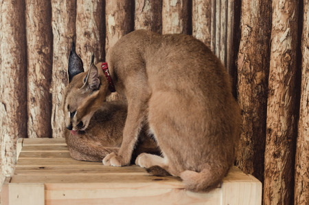 caracal catの写真素材