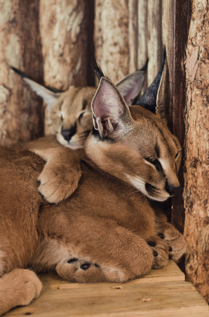 caracal catの写真素材