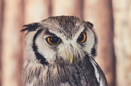 White-faced Owlの写真素材