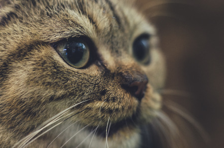 Cats eyes: Close upの写真素材