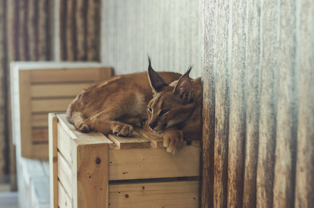 caracal catの写真素材