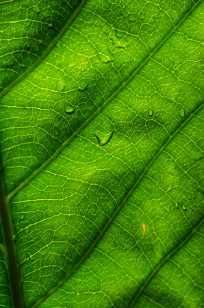 Green leaf background texture Close upの写真素材