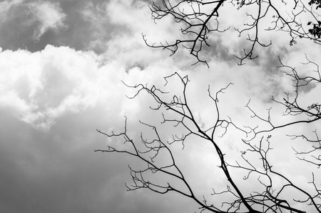 Silhouette treeの写真素材