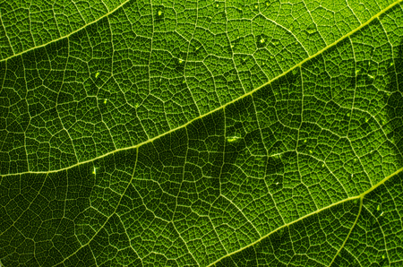 Green leaf background texture Close upの写真素材