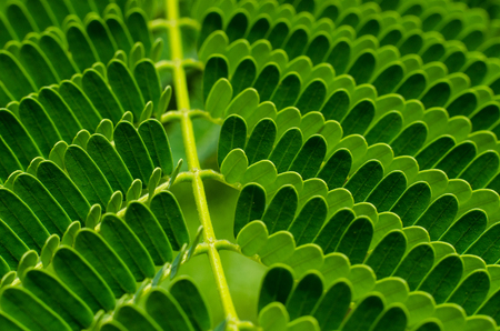 Green leaf pattern. Close up. Macro selective focus(tamarind leaves)