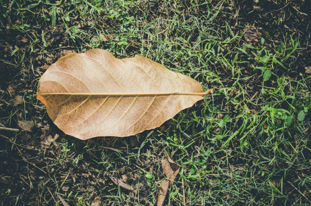 leaf on the grassの写真素材
