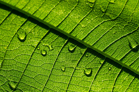 green leaf with drops of water (Close up)