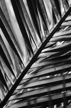 leaf background abstract of natureの写真素材