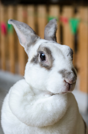 Rabbit portrait, Mini rex rabbit breed, headshot of rabbitの写真素材