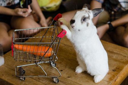 Cute rabbit is pushing the shopping cart with rabbits inside the shopping cart. Shopping and pet caring conceptの写真素材