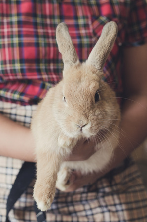 A girl holding a cute bunny rabbitの写真素材