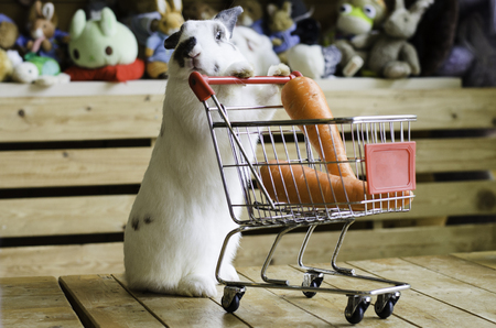 Cute rabbit is pushing the shopping cart with rabbits inside the shopping cart. Shopping and pet caring conceptの写真素材