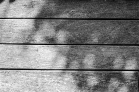 shadow of the leavesの写真素材