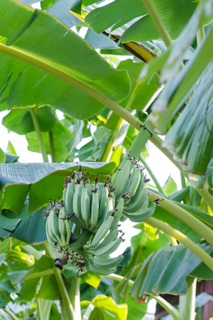 Banana tree with a bunch of growing ripeの写真素材
