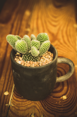 Close up of Cactus in a potの写真素材