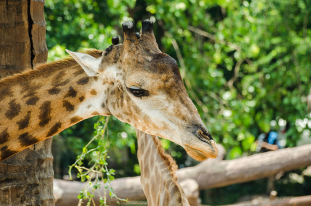 giraffe portrait, in the zooの写真素材