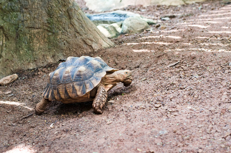 Turtles on the ground in the zoo.の写真素材