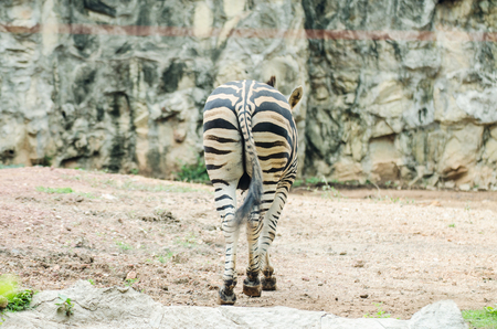 Zebra on the dry brown savannah grasslands browsing and grazing. focus is on the zebra with the background blurred, in the zooの写真素材
