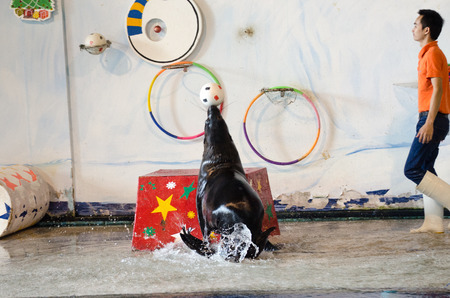 The sea lion show The adrenaline through hoops On July 25, 2016 in zoo, Bangkok, Thailand.のeditorial素材
