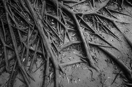 The root of tree
