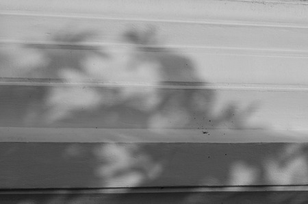 shadow of the leaves on a white wallの写真素材
