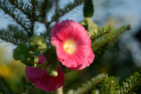 Mallow flowersの写真素材
