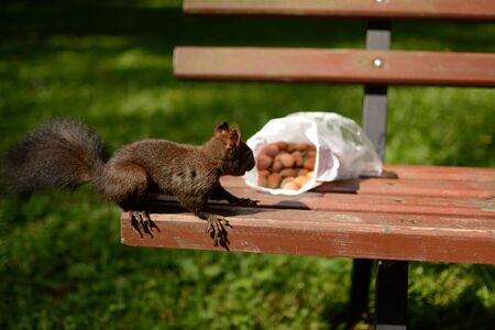 Squirrels in the city parkの写真素材