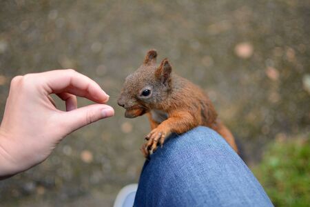 Squirrels in the city parkの写真素材