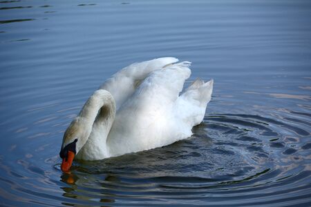 Swan on a calm pondの写真素材