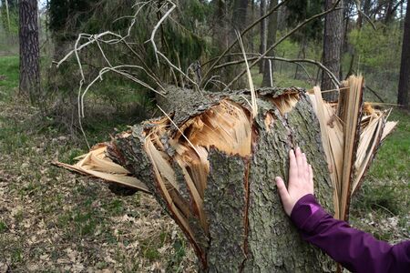 A tree broken by the windの写真素材