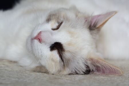 Sleeping cat on the carpetの写真素材