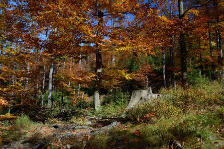Trees in autumn on a mountain trail, Barania Gora - Polandの写真素材