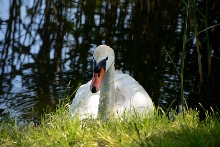 Swan on a calm pondの写真素材