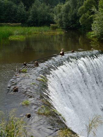Wild ducks at the waterfallの写真素材
