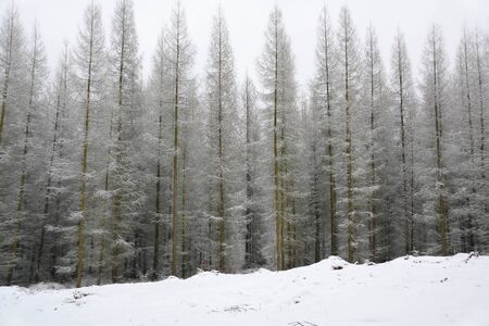 Winter forest, hoarfrost on treesの写真素材