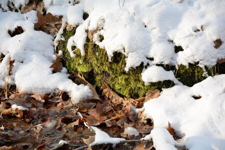 First snow, winter is comingの写真素材