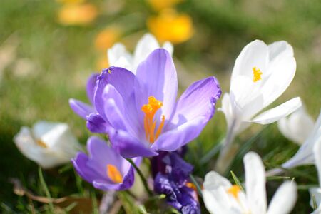 Blooming crocuses on the grassの写真素材