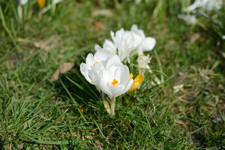 Blooming crocuses on the grassの写真素材
