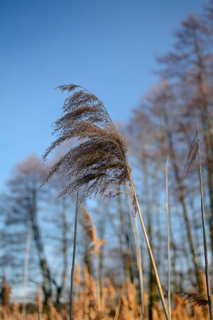Tall grass against the skyの写真素材