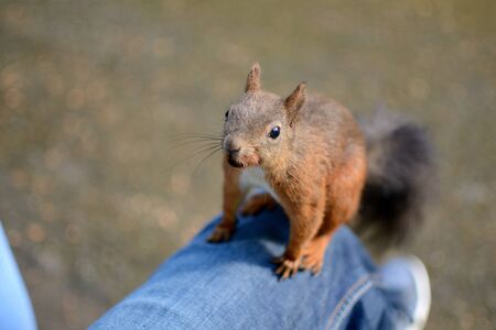 Squirrels in the city park, Gorlice - Polandの写真素材
